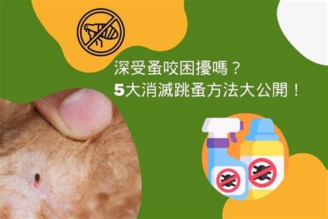 蚤梳使用方法|深受蚤咬困擾嗎？5大消滅跳蚤方法大公開！